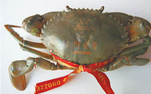三門青蟹