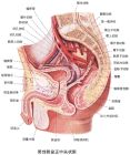 生殖系統解剖