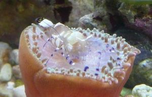 白斑海葵蝦 白斑海葵蝦