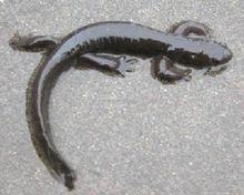 外形酷似肥螈的小鯢