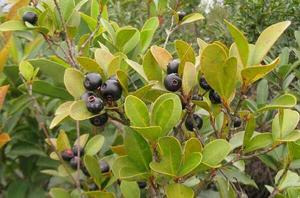 赤楠[桃金孃目桃金孃科植物]