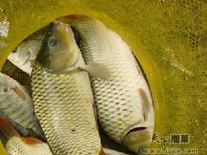 塘鯉魚 塘鯉魚