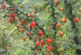 窯上村[四川省巴中市平昌縣金龍鄉窯上村]