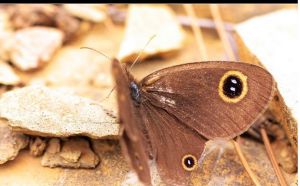 亂雲矍眼蝶 亂雲矍眼蝶