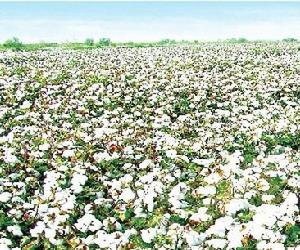 新洲棉花盛開場景