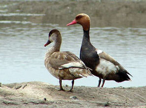 狹嘴潛鴨屬 狹嘴潛鴨屬