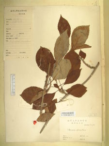 球蕊五味子（原變型）