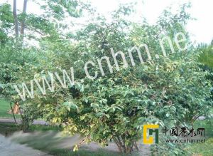 巴東胡頹子 巴東胡頹子