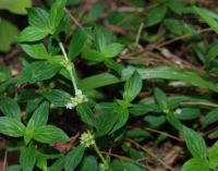 細葉亞婆潮 細葉亞婆潮