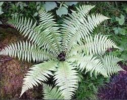 整鱗苔屬 整鱗苔屬