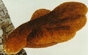 牛舌菌科 牛舌菌科