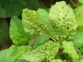 菜豆病毒病 菜豆病毒病