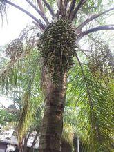 紫金鼠 招財鼠 樹木與結果