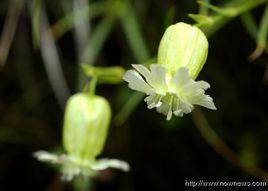 台灣蠅子草 台灣蠅子草