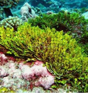 海藻[植物物種]