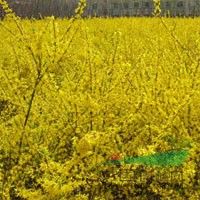 麗江連翹 麗江連翹