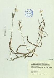 孔穎臭根子草 孔穎臭根子草