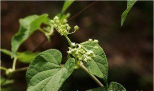 白花四川鵝絨藤 白花四川鵝絨藤