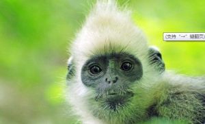 舊世界猴 舊世界猴