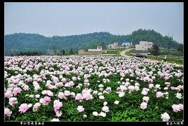 中國芍藥谷 中國芍藥谷