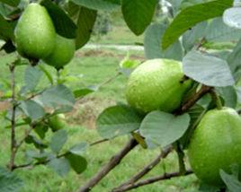 迷你番石榴 迷你番石榴