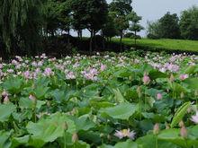 無錫荷花