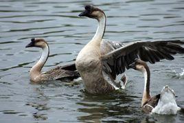 馬岡肉鵝 馬岡肉鵝