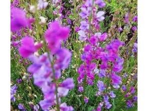 藍垂花棘豆 藍垂花棘豆