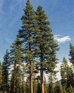 美國黃松 美國黃松