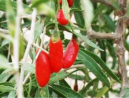 蒙杞2號 蒙杞2號