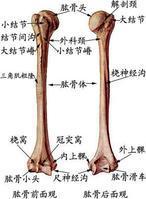 肱骨及其各部位名稱