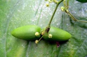 娃兒藤（原變種）