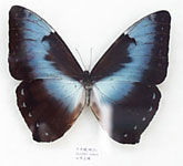 黃重環蛺蝶 黃重環蛺蝶