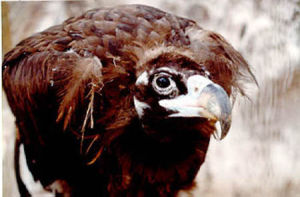 禿鷲[鳥綱禿鷲屬動物]