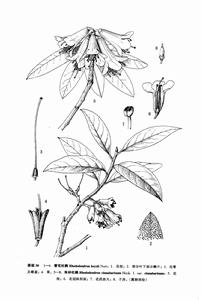 硃砂杜鵑 硃砂杜鵑