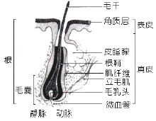 毛囊生長分布圖