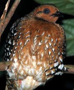 栗頭山鷓鴣 栗頭山鷓鴣