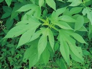 枝立裂葉苔 枝立裂葉苔