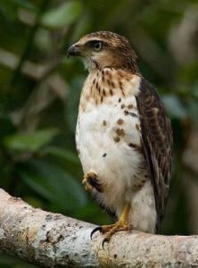 鳳頭鷹巴拉望亞種 鳳頭鷹巴拉望亞種