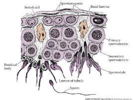 精子發生 精子發生
