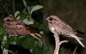 鐮翅夜鷹 鐮翅夜鷹