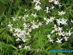 太行鐵線蓮 太行鐵線蓮