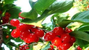 家樂櫻桃園 家樂櫻桃園