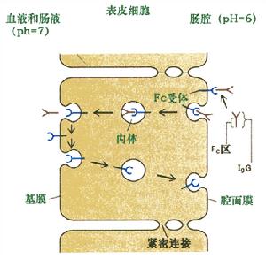 母體IgG免疫球蛋白跨過新生鼠表皮細胞的轉胞吞作用