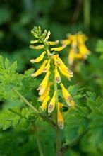 開陽黃堇 開陽黃堇