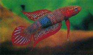 潘卡拉朋鬥魚 潘卡拉朋鬥魚