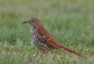 維茲彎嘴嘲鶇 維茲彎嘴嘲鶇