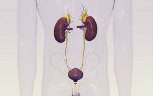 腎臟疾病引起的多尿