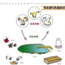 機械性傳播 機械性傳播