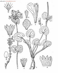 長齒青蘭 長齒青蘭